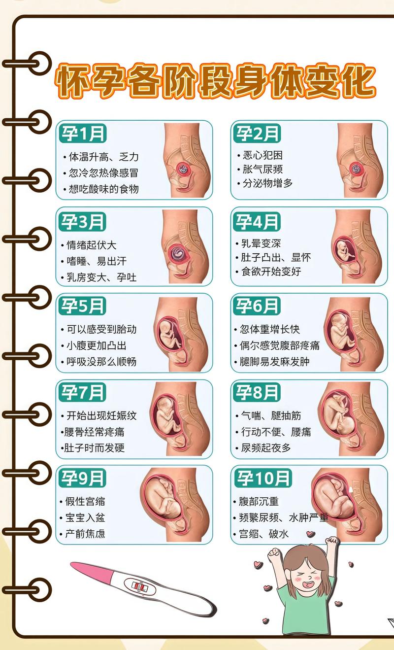揭秘供卵代孕妈妈怀孕小腹分两节，孕期变化的奥秘聊城代生机构: